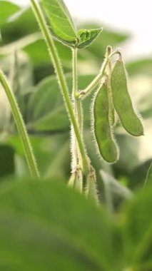 Fabrikada soya tohumları, yakın görüş, tarlada yakın plan soya fasulyesi bitkileri..