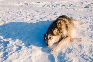 Yürüyüş köpek, deneyimli Turizm