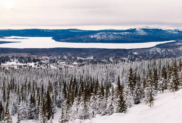 Snöig Skog Toppen Berget — Stockfoto