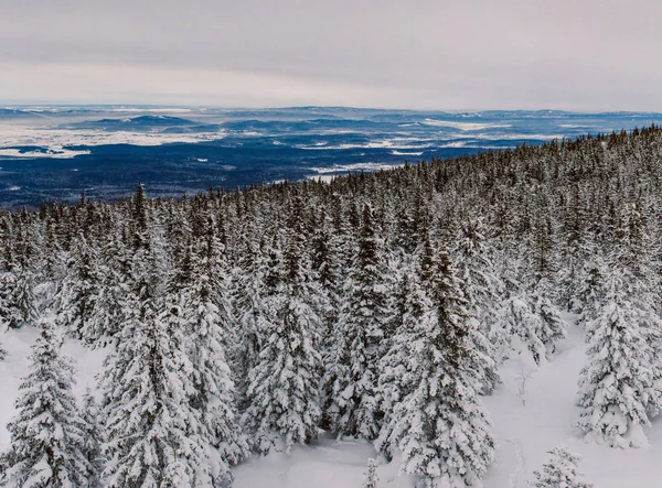 Verschneiter Wald Auf Dem Gipfel Des Berges — Stockfoto