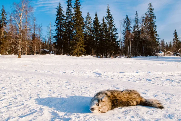 Hiking dog, experienced tourist