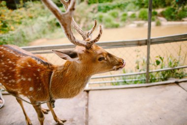 Prenn parkta bir zincir bir geyik.