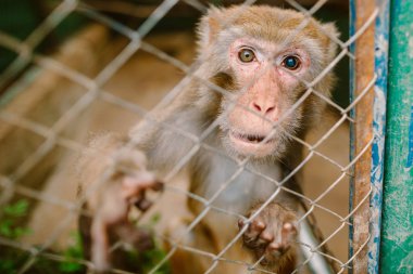 Parmaklıkların arkasındaki Evil Monkey