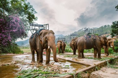 Parkta filler Prenn. Vietnam