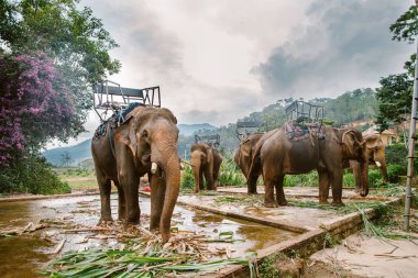 Parkta filler Prenn. Vietnam