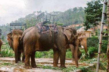 Parkta filler Prenn. Vietnam