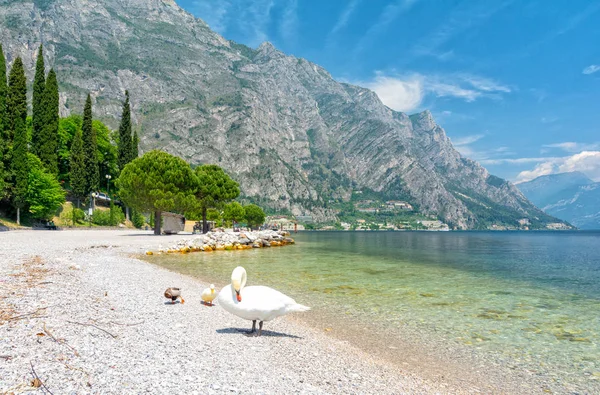 Krásný Výhled Jezero Garda Labutí Limone Sul Garda Itálie — Stock fotografie