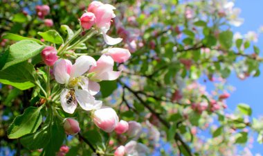 Pembe çiçeği elma ve elma çiçek pollinating arı
