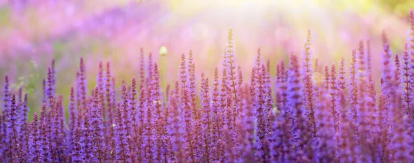 Flores púrpuras de salvia en fondo de campo de flores —  Fotos de Stock