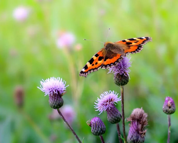 Бабочка на цветке крупным планом — стоковое фото