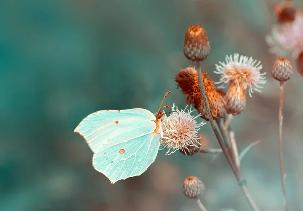 Butterfly on a wild flower drinks nectar