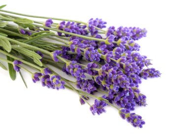 Lavanta grup beyaz zemin üzerine