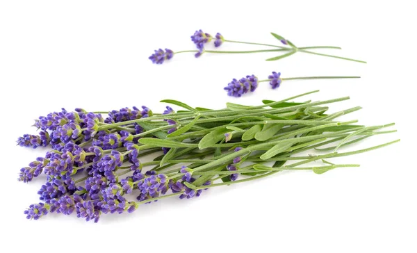 Mazzo di lavanda su un bianco — Foto Stock