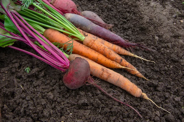 Ein Haufen frisches Bio-Gemüse mit Blättern auf dem Boden — Stockfoto