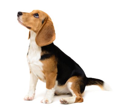 Beagle köpek dişi beyaz izole