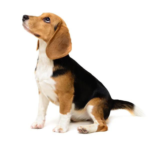 Beagle-Hündin isoliert auf einem weißen — Stockfoto