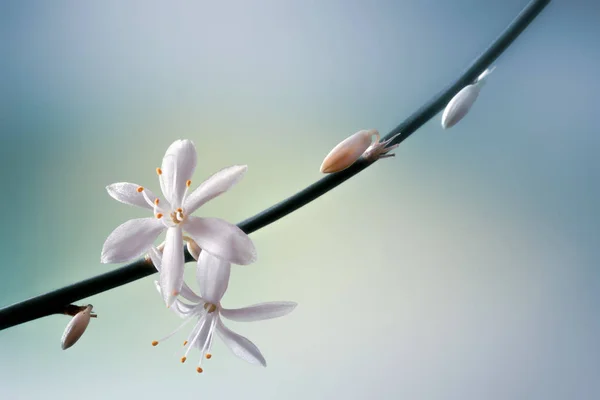 Beautiful blossoming spring flowers on stem macro — Stock Photo, Image