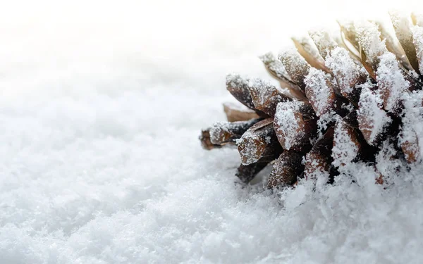 Frosted pine cone in the snow. — Stock Photo, Image