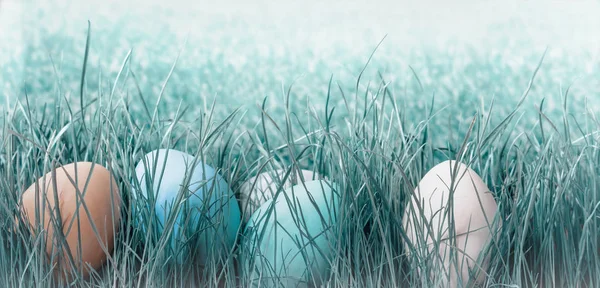 Ovos de Páscoa que estabelece fundo grama azul — Fotografia de Stock