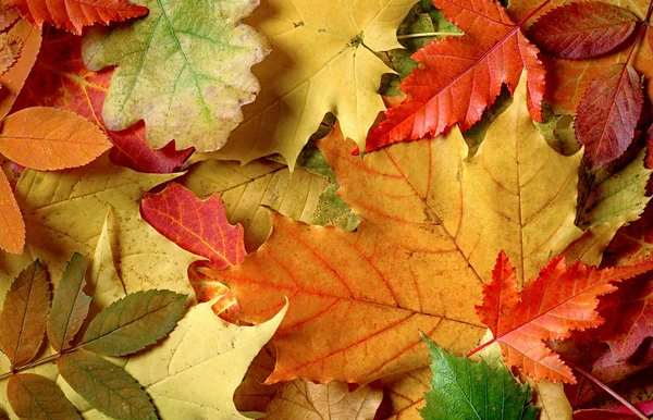 Őszi levelek, színes háttérrel — Stock Fotó