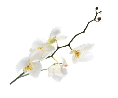 Beyaz izole beyaz orkide şube