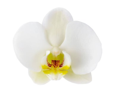 Beyaz orkide çiçek yakın çekim üzerinde beyaz izole