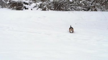 Beagle köpek çalışan kameraya doğru yüksek kar üzerinden