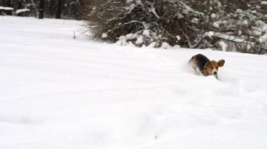 Beagle köpek çalışan yüksek kar kış orman üzerinden