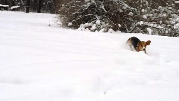 Beagle Dog Corriendo a través de la nieve alta en el bosque de invierno — Vídeo de stock