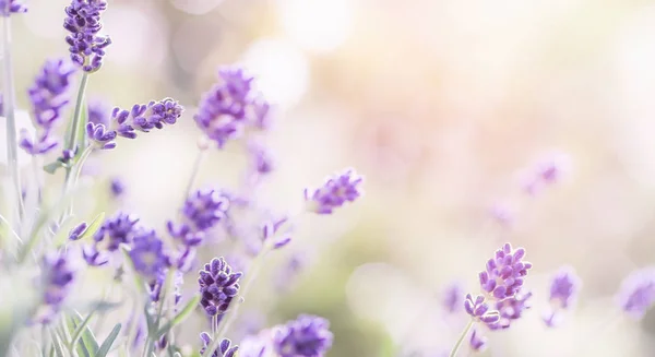 Blossoming Lavender on sunny background