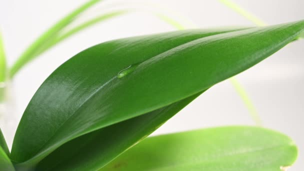 Drop Ρέει Νερό Φύλλα Του Τροπικού Φυτού — Αρχείο Βίντεο