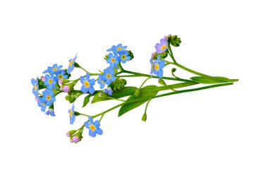 Unut beni, beyaz çiçekler değil.