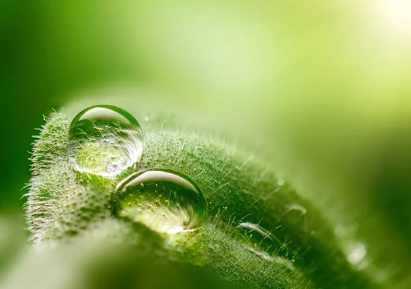 Macro dew drops on a leaf close-up — Stock Photo, Image
