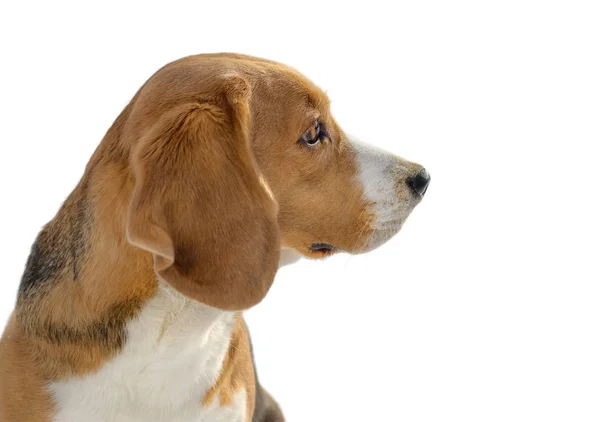Portret psa beagle biały — Zdjęcie stockowe