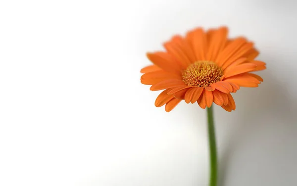 Flor de gerbera laranja perto da parede branca — Fotografia de Stock
