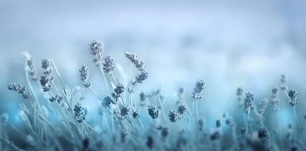 소프트 블루 봄 꽃 배경 — 스톡 사진