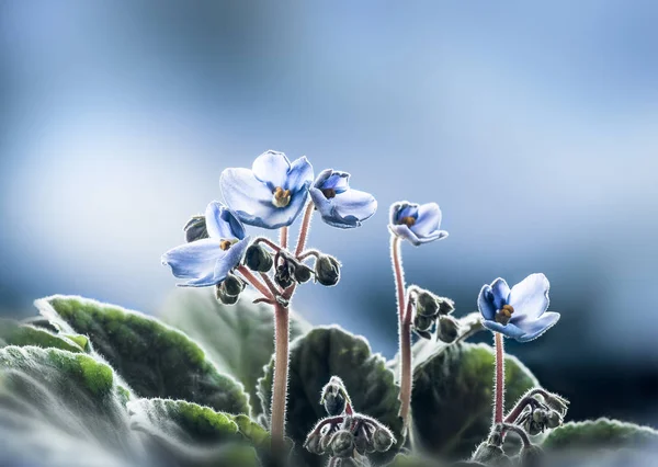 Soft blue spring flowers background — Stock Photo, Image