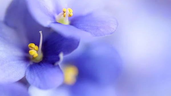 푸른 봄 꽃 부드러운 배경 — 스톡 사진