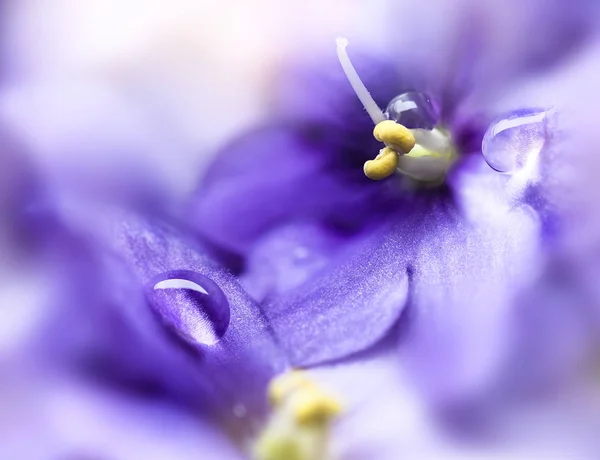 Gotas sobre violetas flores pétalos . — Foto de Stock