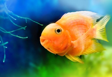 Japon balığı, turuncu renkli balık