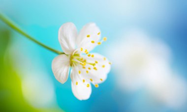Kiraz yakın çekim makro çiçek açan beyaz çiçek