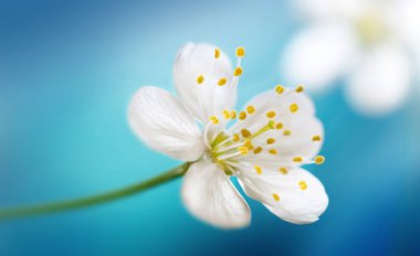 Çiçek açan beyaz kiraz çiçeği makro