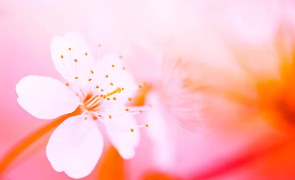 Pembe ve turuncu renkte çiçek açan kiraz çiçekleri arka plan — Stok fotoğraf