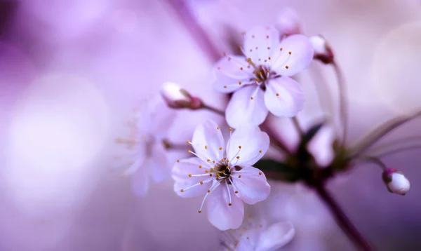 Třešňové květy detail — Stock fotografie