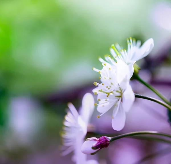 벚꽃 클로즈업 매크로 — 스톡 사진
