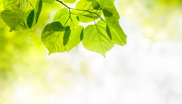 Zielony świeży liść na słonecznym niewyraźne tło zieleni — Zdjęcie stockowe