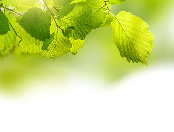 Zielony świeży liść na słonecznym niewyraźne tło zieleni na białym. — Zdjęcie stockowe