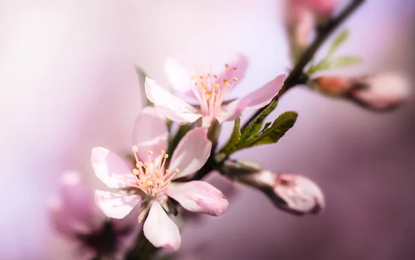 Bloeiende amandelboom close-up achtergrond — Stockfoto