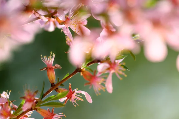 Kwitnących migdałów na gałęziach streszczenie tła — Zdjęcie stockowe