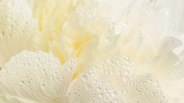 Close up of white creamy flower with dew drops on petals. — Stock Photo, Image